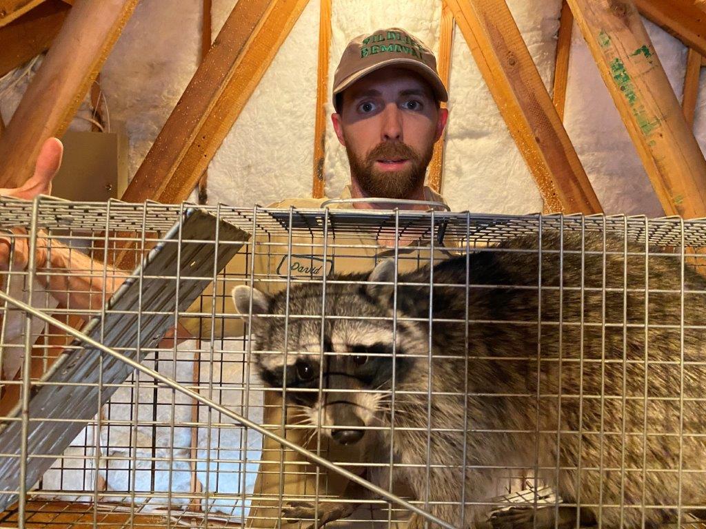 San Bernardino raccoon trapping